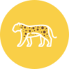 jawai-leopard