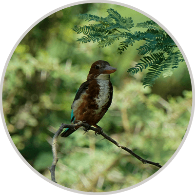 BIRD-WATCHING