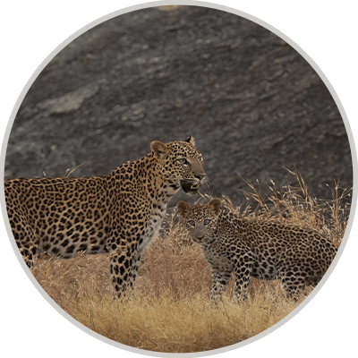 Leopard-Sightseeing