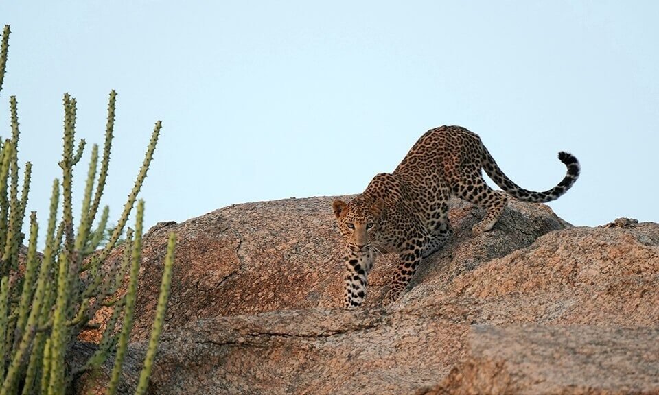 Jawai-Leopard-Safari