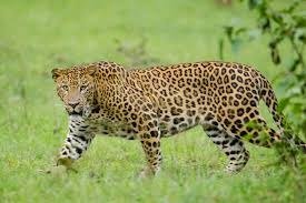 Jawai-Leopard-Safari