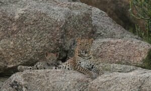 Leopard-Safari-Rajasthan
