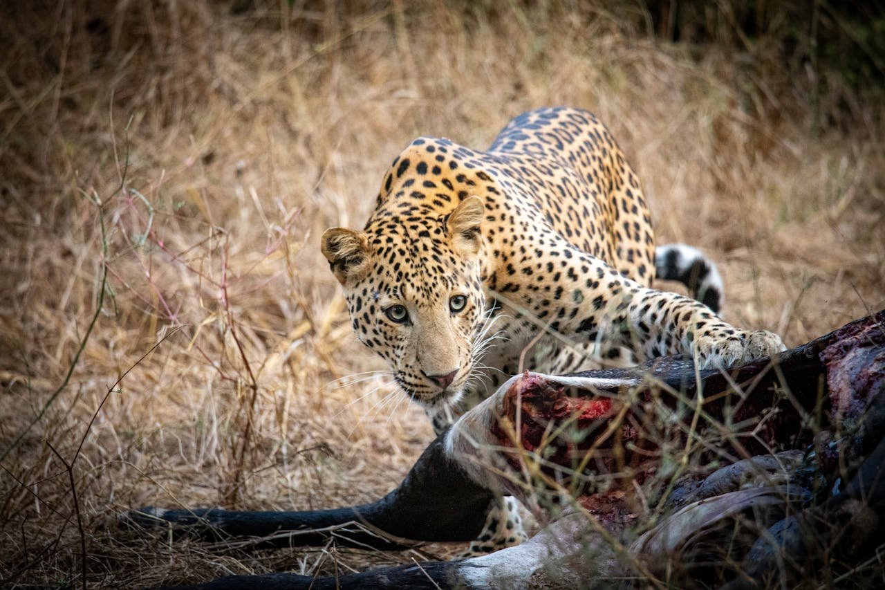 A captivating image of a leopard feasting in Jaipur's wild, showcasing nature's predator-prey dynamic.