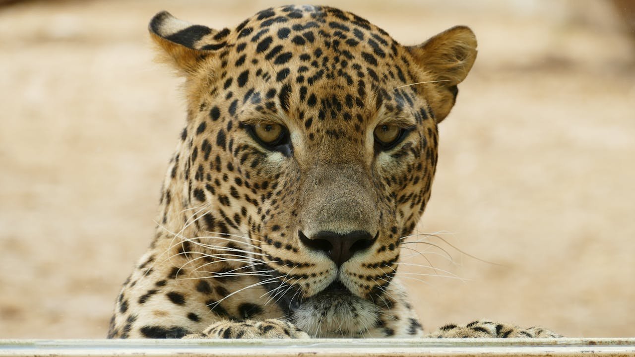 Close-up portrait of a leopard displaying its graceful and powerful presence in the wild.