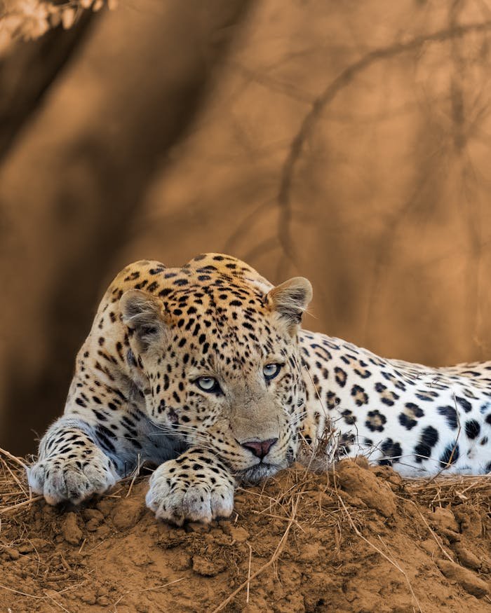 A beautiful leopard resting on earthy terrain, showcasing natural camouflage in Jaipur, India.