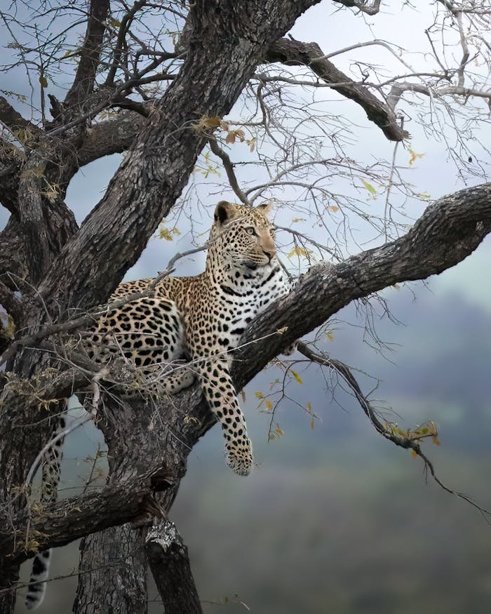 Majestic leopard perched on a tree branch in South Africa, displaying its striking spots.
