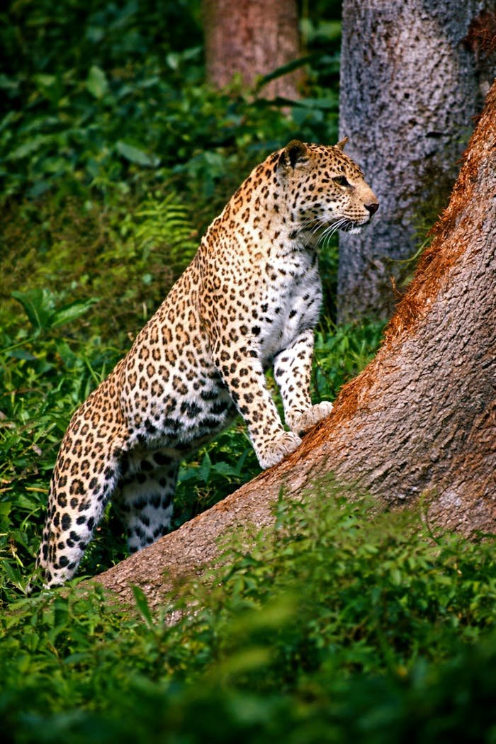 A striking Indian leopard (Panthera pardus fusca) climbing a tree in the lush forests of West Bengal, India.
