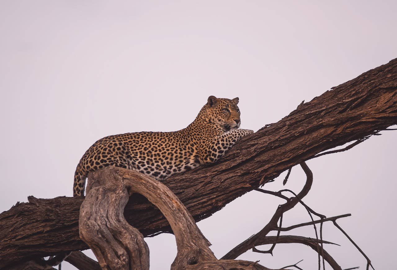 Beautiful leopard lounging on a tree in Tanzania's Mbeya Region, captured on safari.