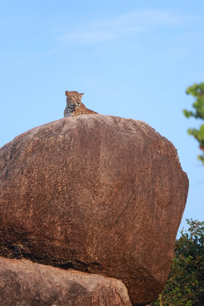 A wild leopard lounges on a boulder under clear blue sky, highlighting its majestic presence.